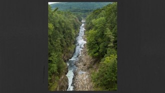 view of a forest and a river